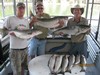 (08/16/2015) - Nice Striped Bass